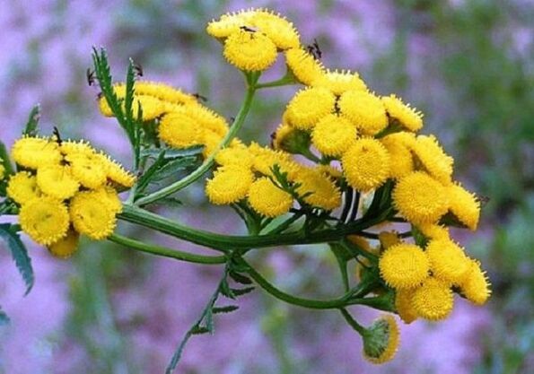 Usando tansy para eliminar parasitos do corpo