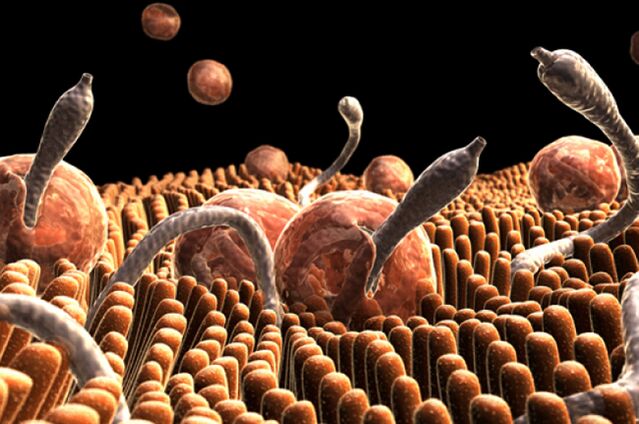 Parasitos no corpo humano