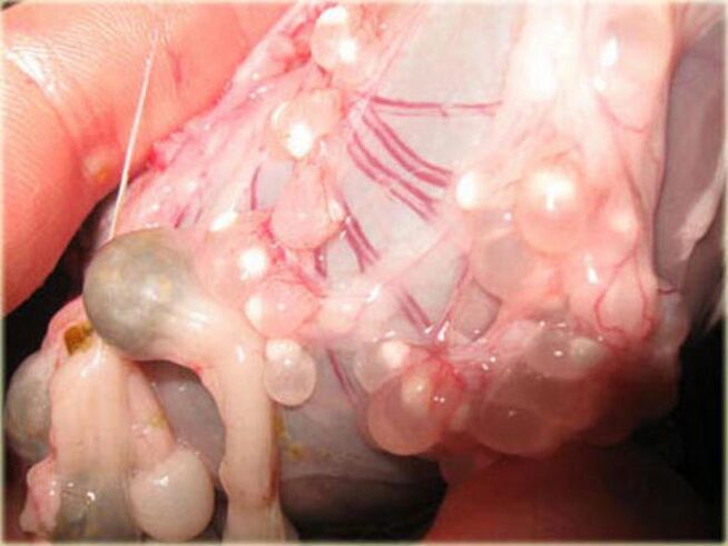 Larvas de Cisticercus baixo a pel