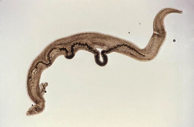 Parasito Schistosoma no corpo