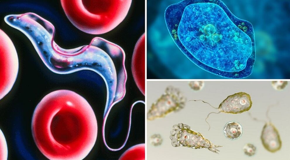 Parasitos protozoos humanos