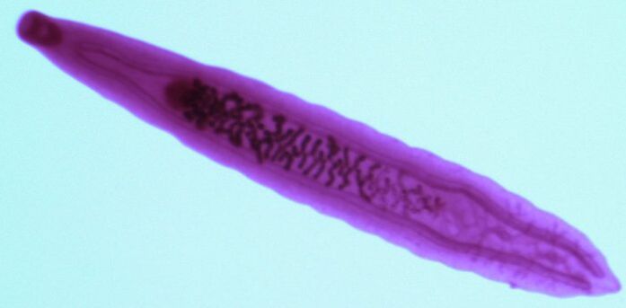 Parasito Fluke do corpo humano